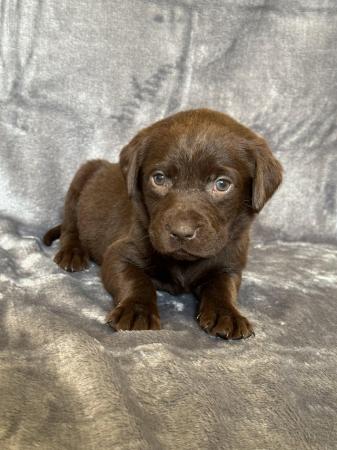Image 7 of *SOLD*KC Registered Chocolate Labrador Retriever puppies