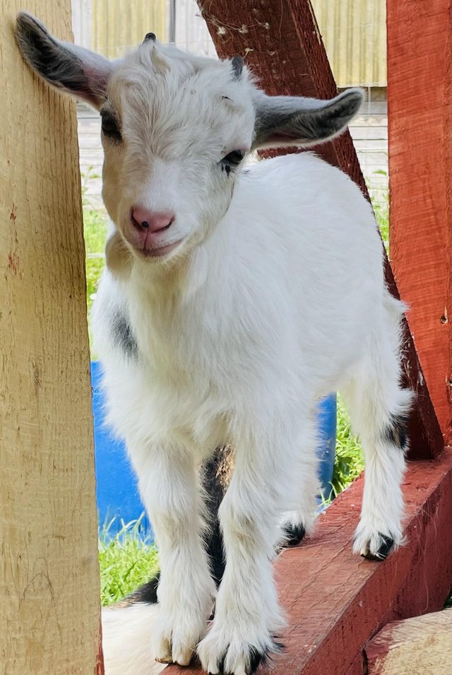 Preview of the first image of 2 gorgeous Pygmy goat kids.