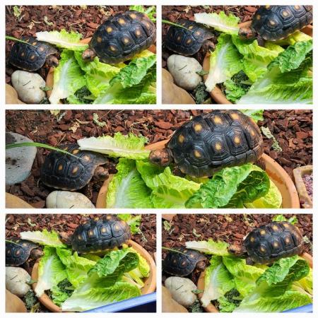 Image 1 of 2 Young Redfoot Tortoise's With Enclosure
