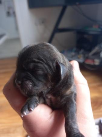 Image 13 of Shih Tzu pups x5 only x2 girls left