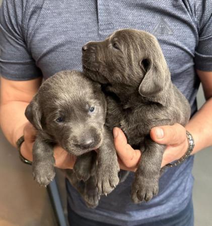 Image 15 of Stunning - Silver & Charcoal Labrador Pups