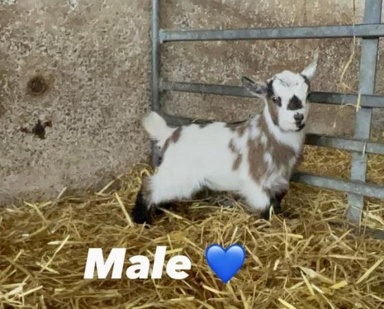 Image 3 of Pure Pygmy Goat kids Available