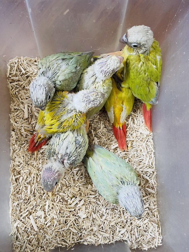 Preview of the first image of Hand reared baby conures for sale.