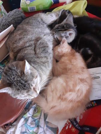 Image 6 of Kittens ready to find their loving homes