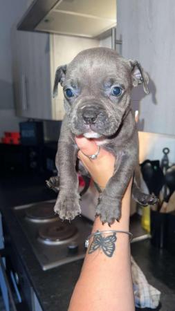 Image 9 of Pocket Bully pups for sale