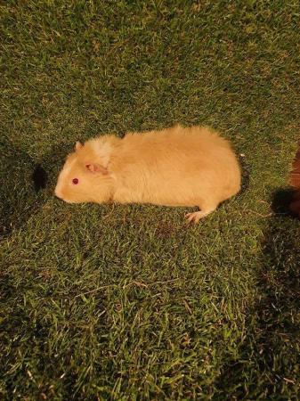 Image 2 of Guinea pigs males and females