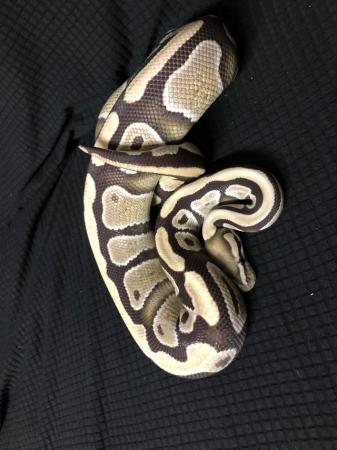 Image 5 of Snake Collection for sale