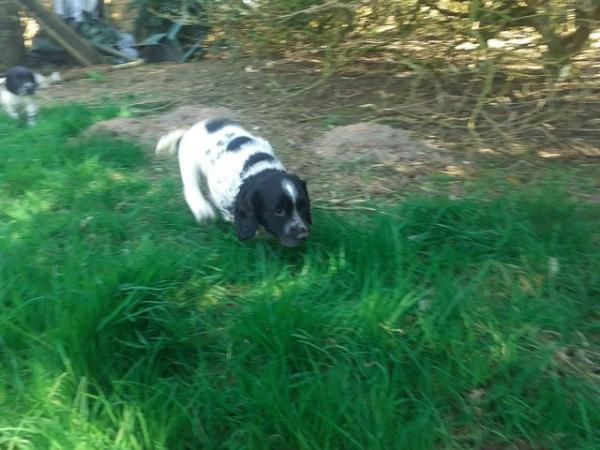 Image 4 of Scratch & Sniff 3 year old Sprocker Dogs