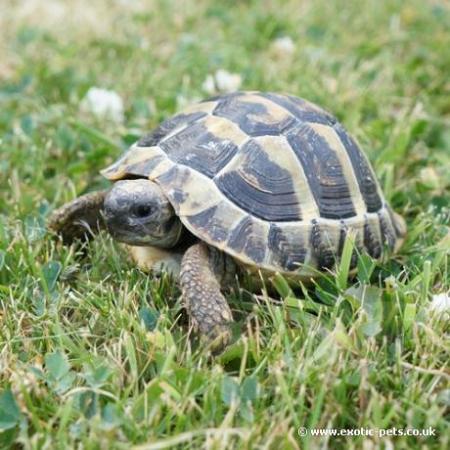 Image 3 of Captive Bred Baby Herman’s tortoises (Testudo hermanni)