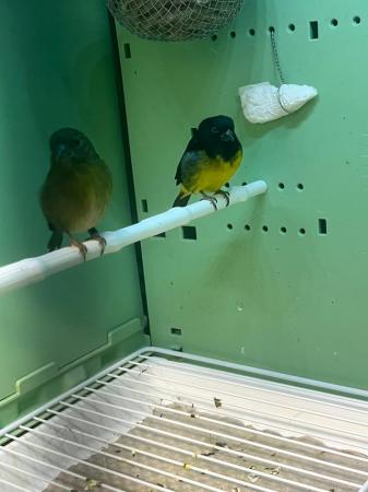 Image 3 of Pair of yellow belly siskins