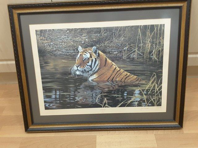 Preview of the first image of JOHN MOULD COOLING OFF TIGER LIMITED EDITION PRINT.