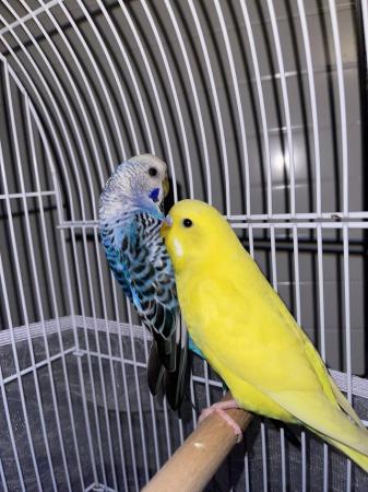 Image 5 of Pair of budgies with or without cage. £50 male & female