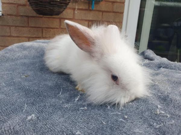Image 5 of Baby lionhead rabbits ready now
