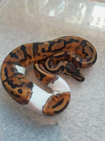 Image 1 of Female pied bald royal python