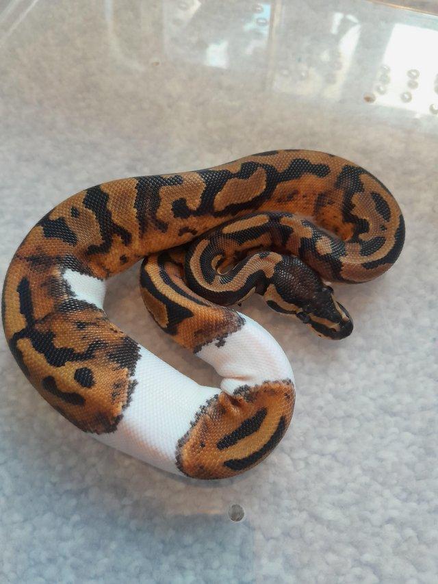 Preview of the first image of Female pied bald royal python.