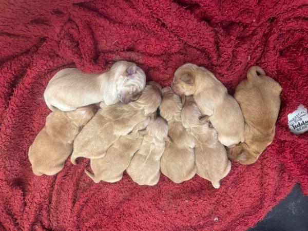 Image 3 of Golden Retriever pups available soon