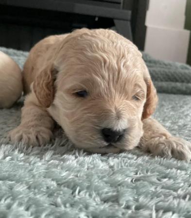 Image 6 of Stunning Cockapoo Puppy (F) READY for her forever home NOW!