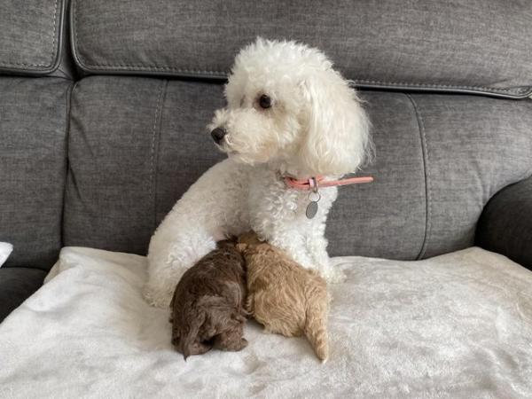 Image 15 of Gorgeous Coloured Toy Poodle Puppies For Sale