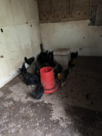 Image 1 of Black rock chickens 18 week old pol