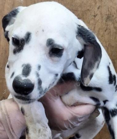 Image 6 of For sale Dalmatian pups