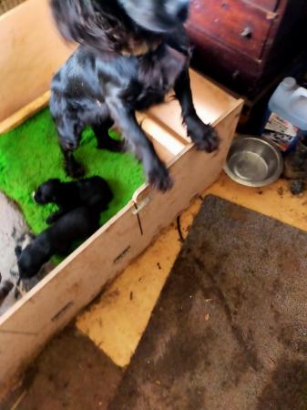 Image 8 of Cocker spaniel puppies all boys