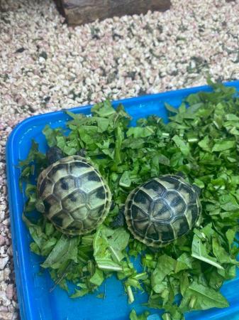 Image 4 of Hatchling Hermann baby tortoises