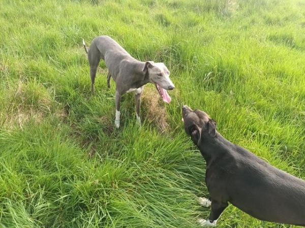 Image 1 of Blue 2 year old lurcher. Fully Vaccinated,wormed and muted