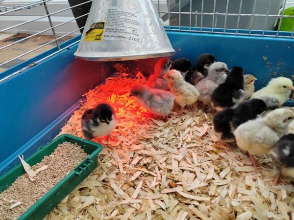 Image 2 of 23 X day old chicks. Mix of breeds.