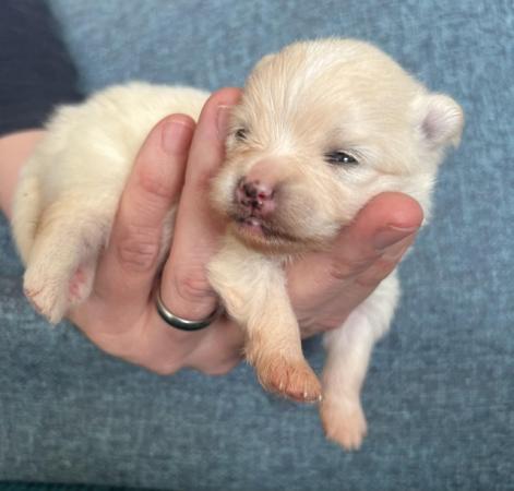Image 3 of Cream and white Pomeranian Puppy’s