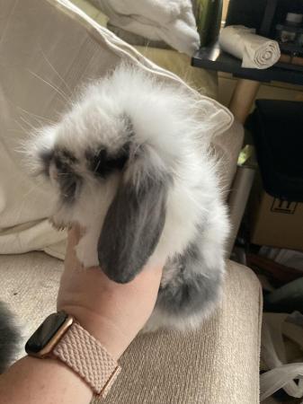 Image 11 of Beautiful French lop cross babies