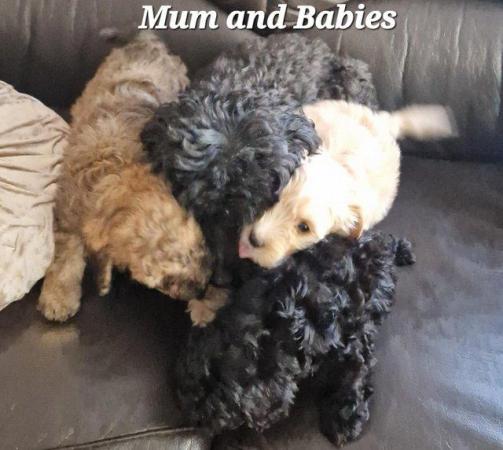 Image 4 of Toy Poodle Puppies, 8 weeks old,