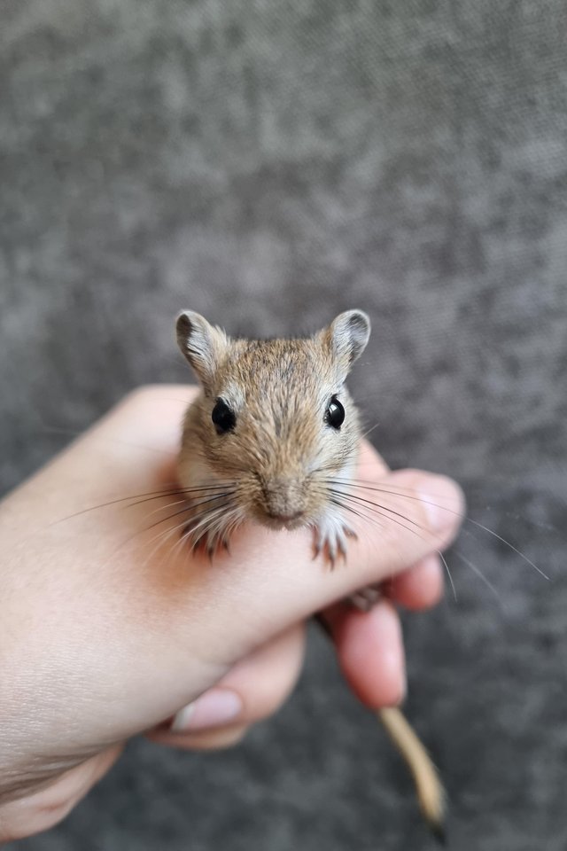 Preview of the first image of Lovely hand tame baby gerbils ready now!.