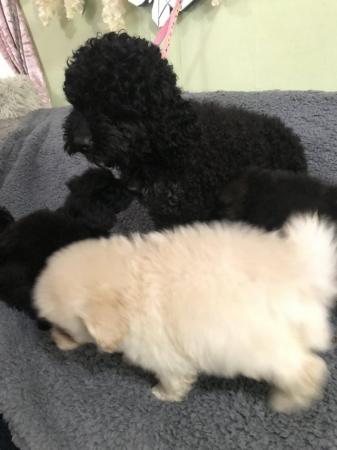 Image 13 of poodle x papillon puppies