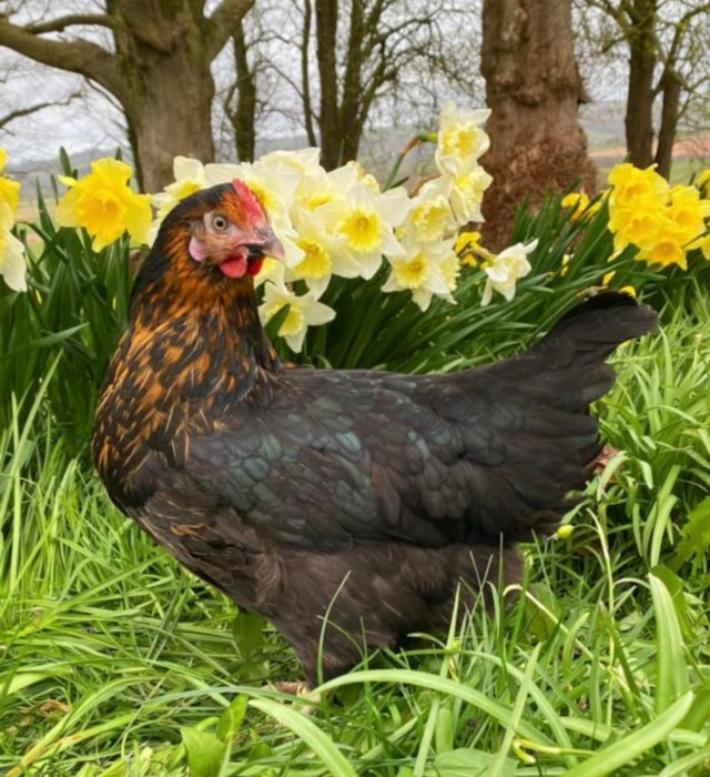 Preview of the first image of Point of Lay hens available now.