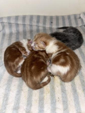 Image 2 of Boys kittens for sale gingers