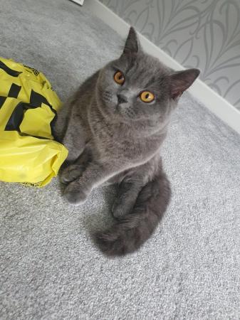 Image 6 of Eight month old British blue female looking for a home