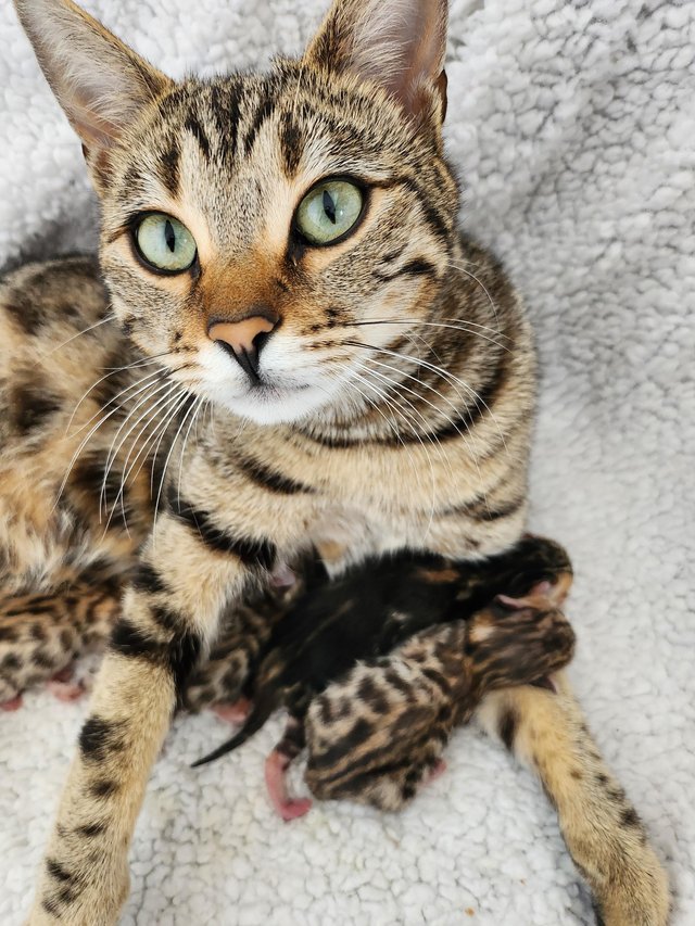 Preview of the first image of Stunning bengal kittens.