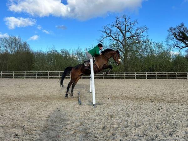 Image 5 of 9yo thoroughbred mare for share