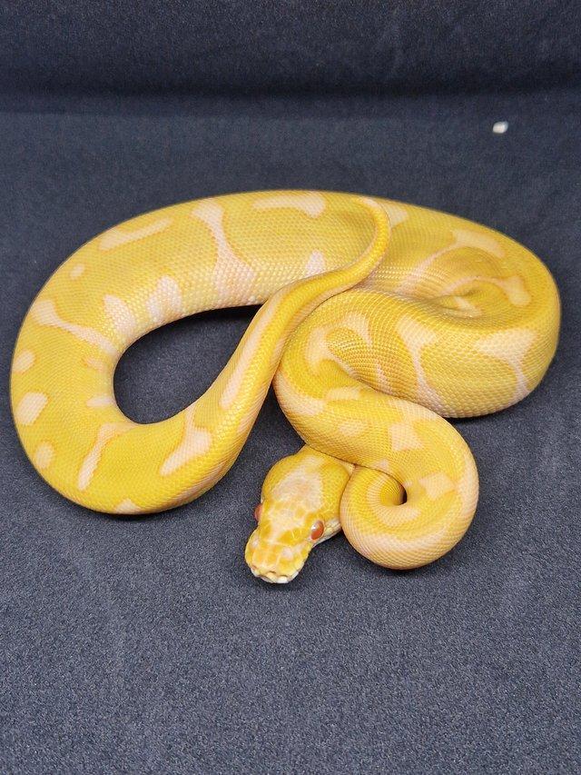 Preview of the first image of Various ball python available.