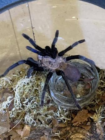 Image 5 of Adult female tarantulas for home