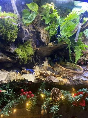 Image 2 of Dart frogs (blue azureus) 2 for 70