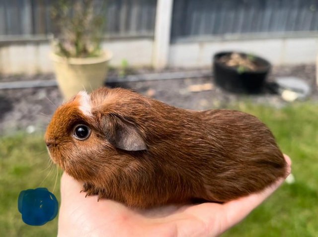 Preview of the first image of Beautiful baby Guinea Pigs.