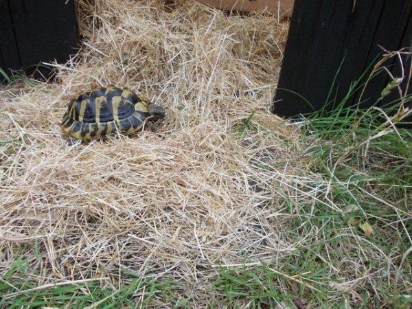 Image 2 of Spur-thighed & Hermann's tortoises