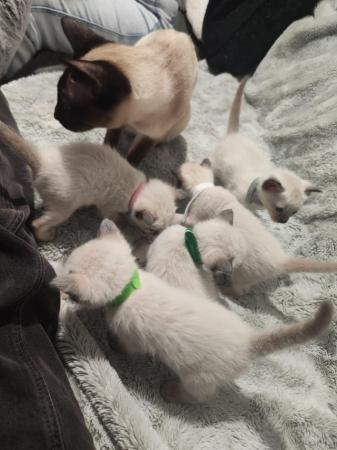 Image 8 of 5 Male Siamese kittens for sale - 3 LEFT - WHITE, GREY SOLD