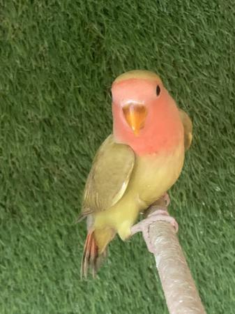 Image 4 of Young Peach Faced Lovebirds PAIR