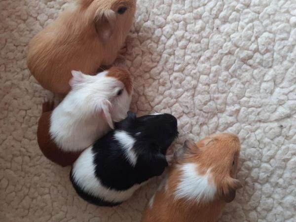 Image 9 of BEAUTIFUL BABY BOYS AND GIRL GUINEA PIGS