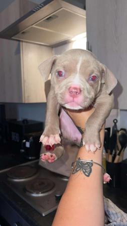 Image 1 of Pocket Bully pups for sale