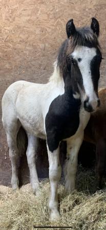Image 2 of Yearling cob cross colt for sale
