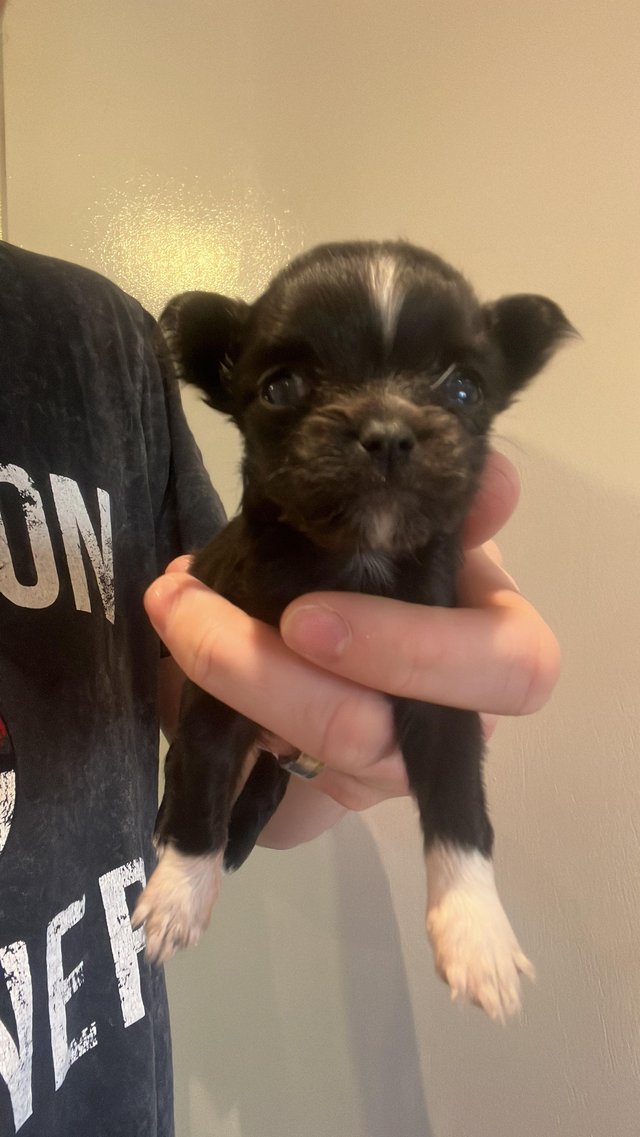 Chihuahua 4 hot sale weeks old