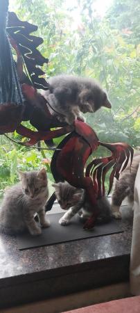 Image 35 of SILVER TIPPED TABBY KITTENS